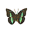 Butterfly Name Unknown [5 KB]