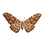 Butterfly Name Unknown [6 KB]