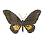 Butterfly Name Unknown [5 KB]