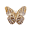 Butterfly Name Unknown [6 KB]