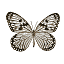 Butterfly Name Unknown [10 KB]