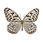 Butterfly Name Unknown [10 KB]