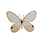 Butterfly Name Unknown [4 KB]