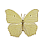 Butterfly Name Unknown [4 KB]