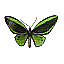 Green giant birdwing [5 KB]