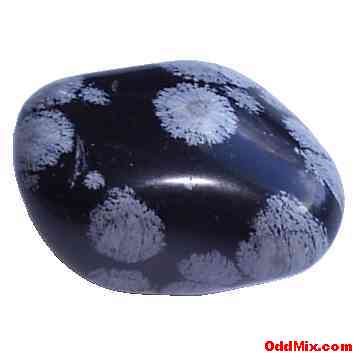 Stone Age Embedded Organisms Polished Rock Collectible Gem [7 KB]