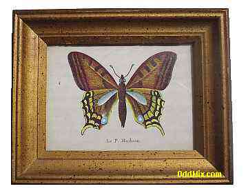 Le P. Machaon Butterfly Arthur Kaplan Co NY Lithograph Reproduction [13 KB]